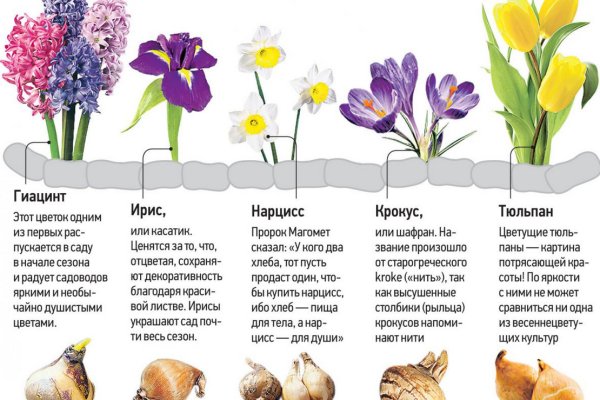 Ссылки сайтов даркнета