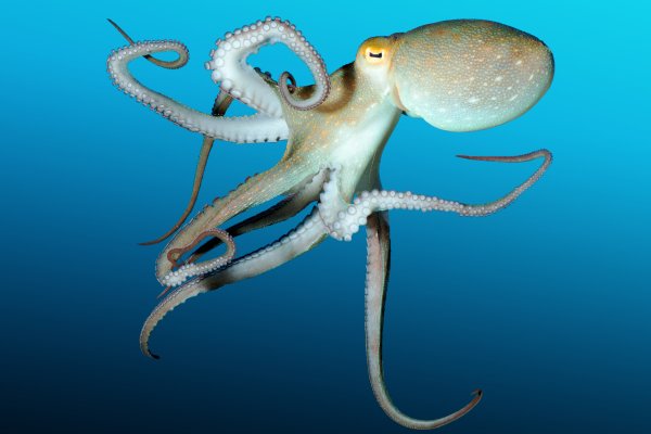Ссылка на кракен тор kraken2 4aa337