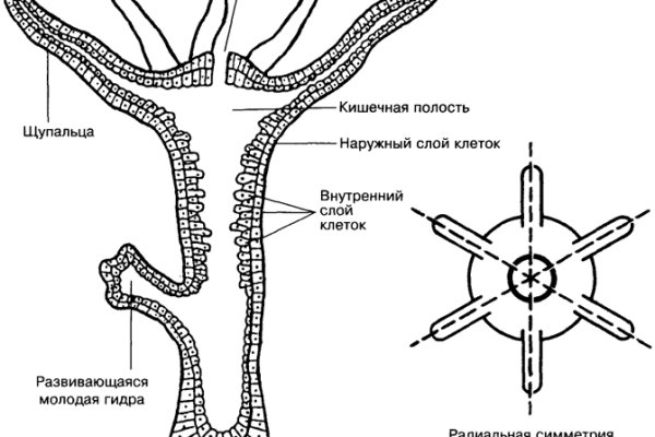 Кракен клир ссылка